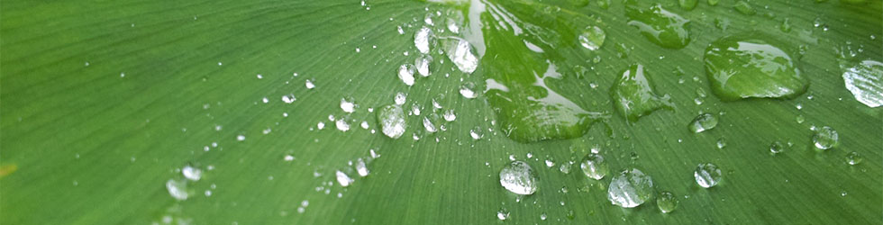 Wassertropfen auf Gingkoblatt