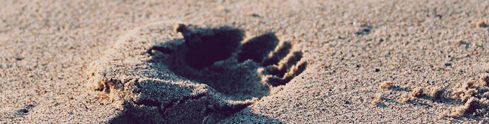 Ein Fußabdruck im Sand