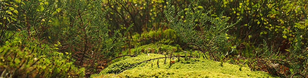 Pflanzen auf Waldboden